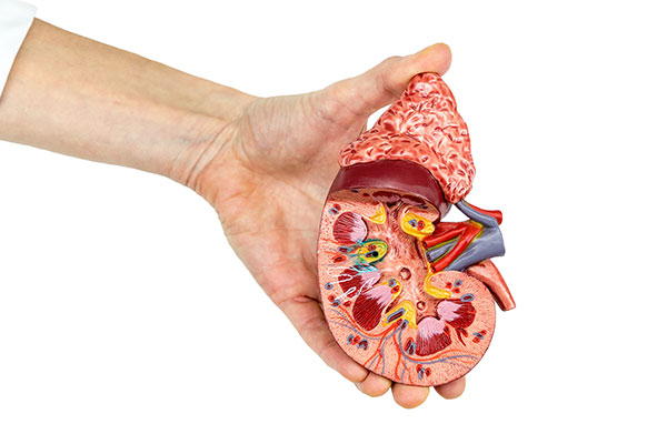 Biochemical Reagent In Raw Materials Of Renal Function Test Kit